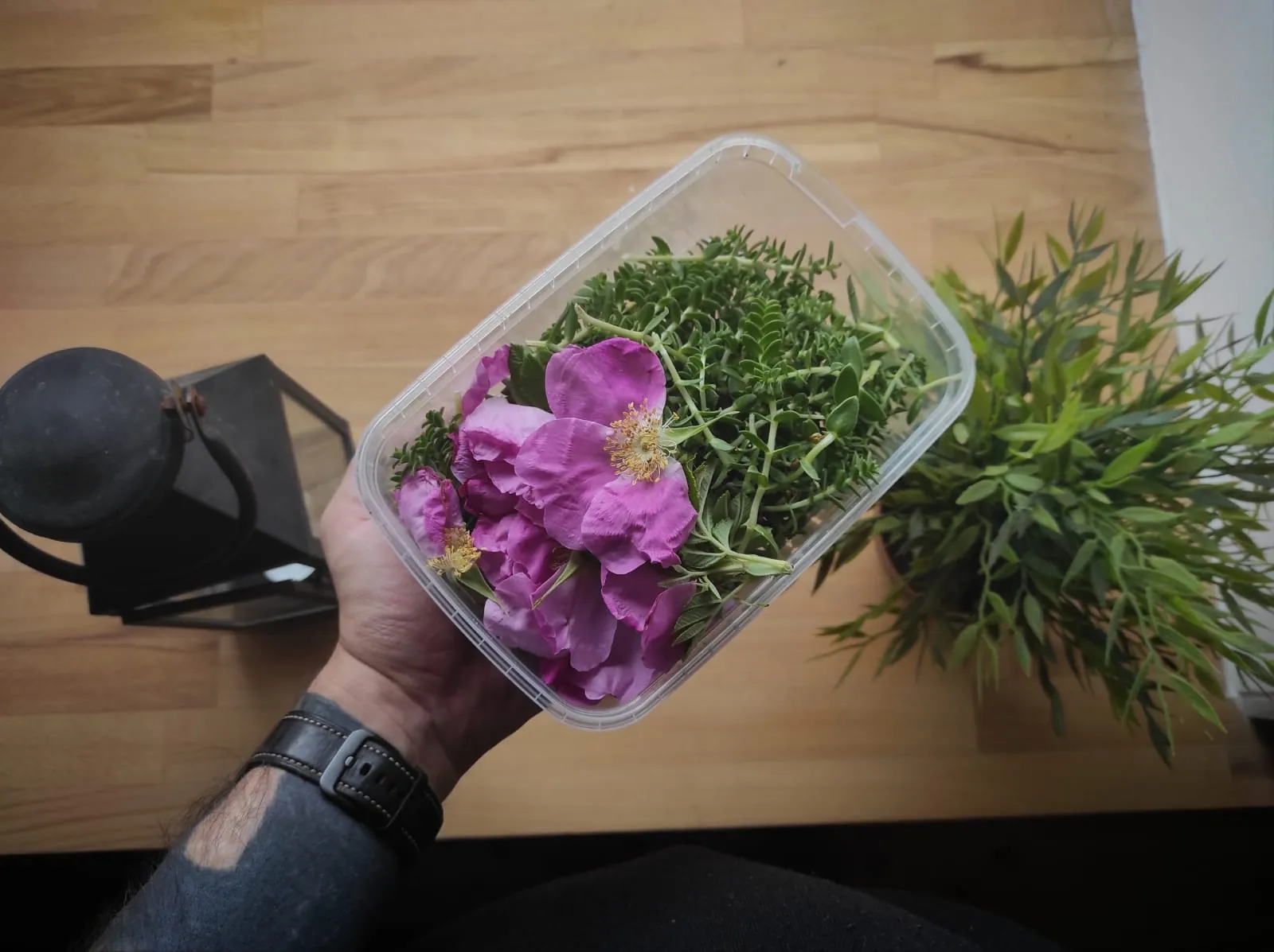 Foraged beach plants, hip rose and sandwort, gathered for a private dinner